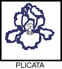 Iris Plicata